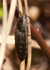 Actenicerus cuprascens
