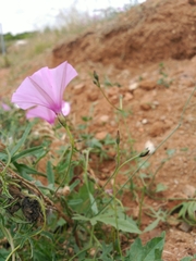 Convolvulus althaeoides