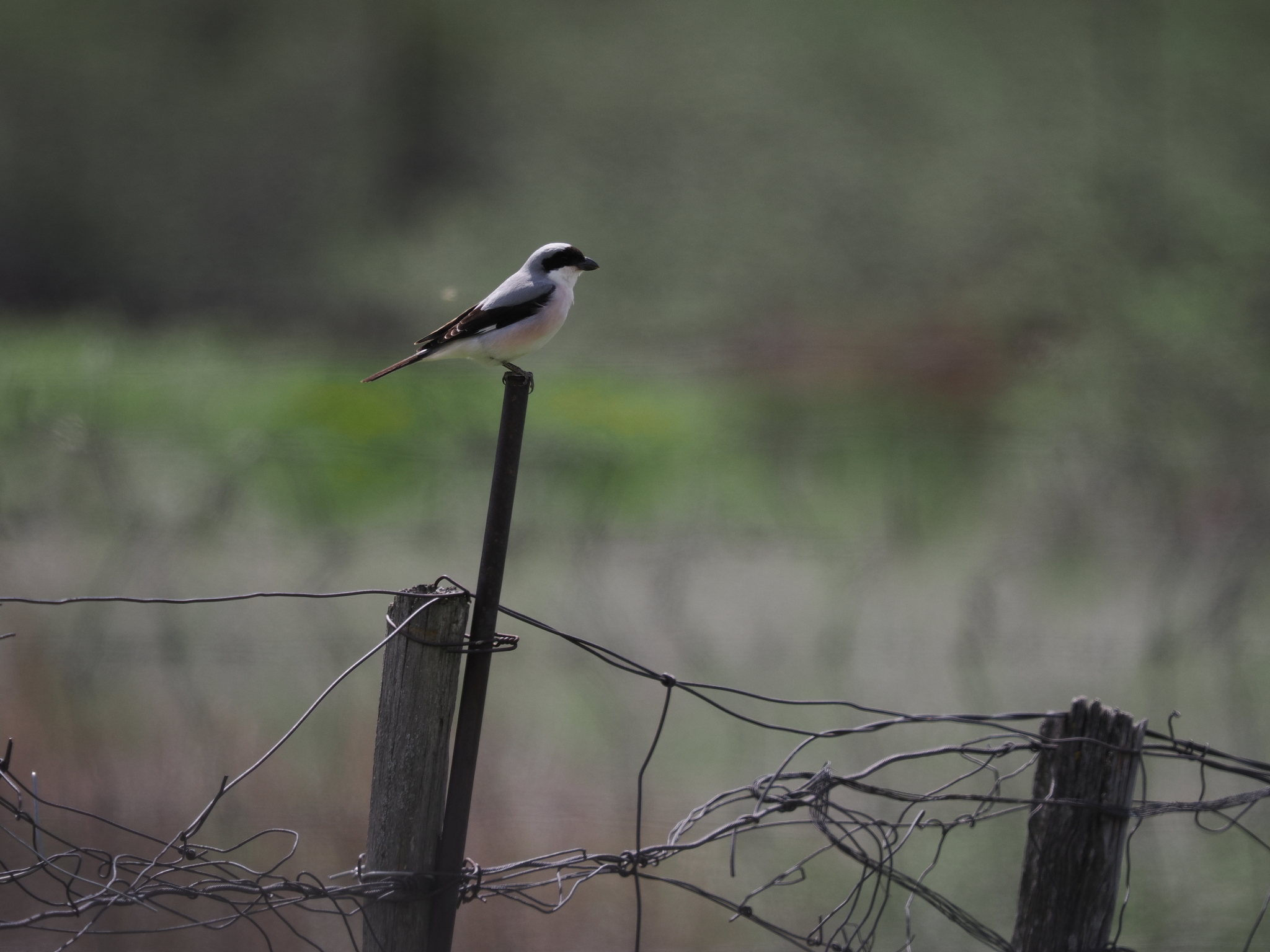 Lesser Grey Shrike
