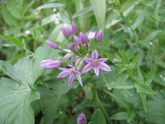 Allium bisceptrum