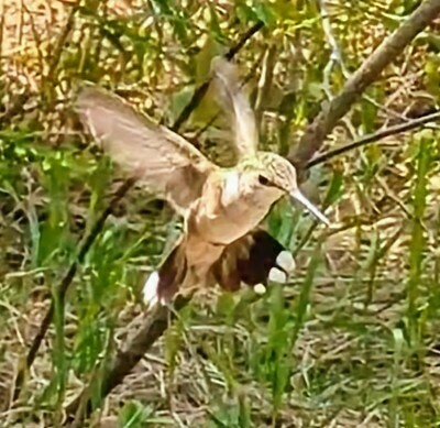 Ruby-throated Hummingbird photographed in Minnesota