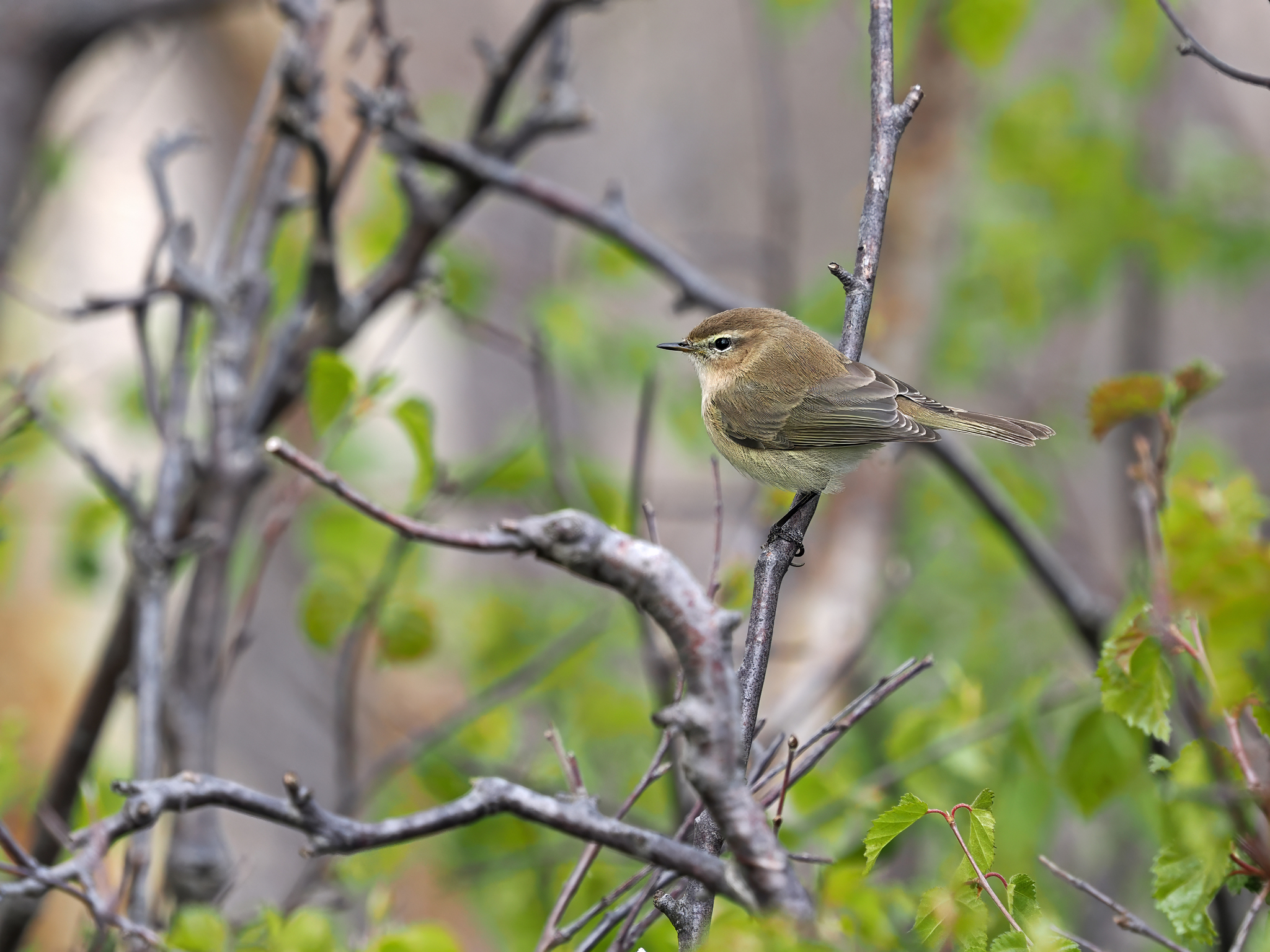 Mountain Chiffchaff
