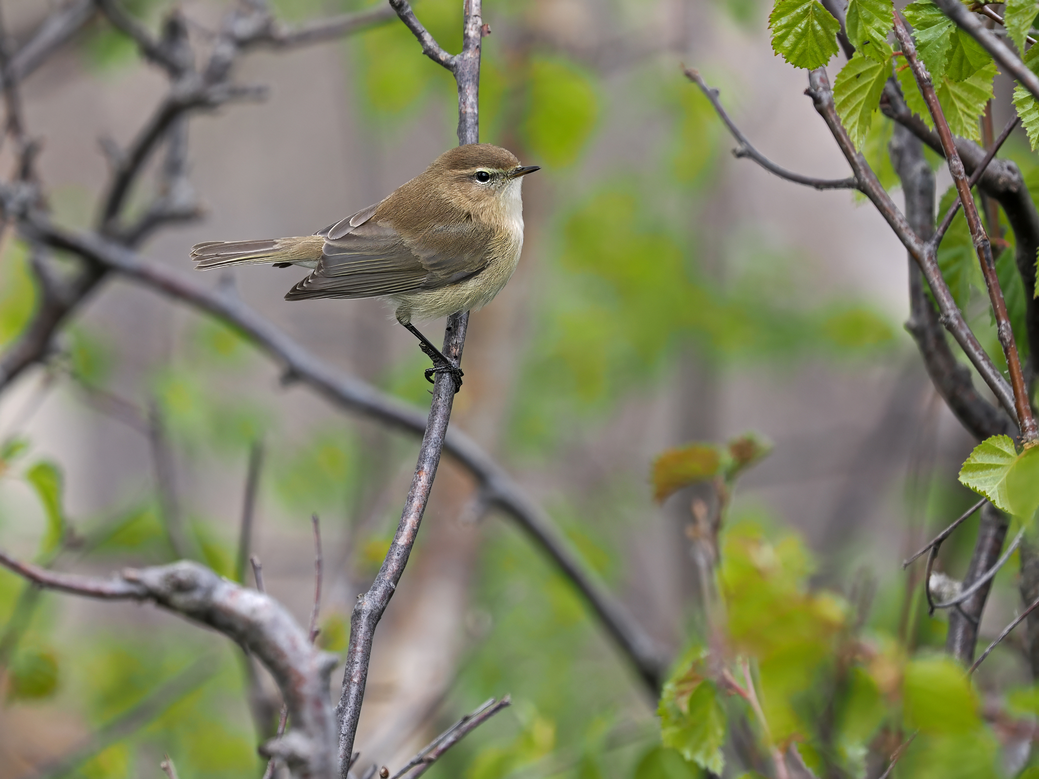 Mountain Chiffchaff