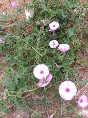 Convolvulus althaeoides