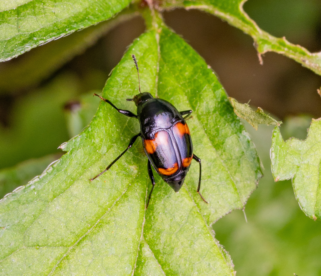 Scaphidium delatouchei