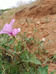 Convolvulus althaeoides
