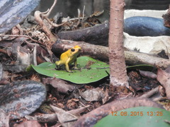 Phyllobates terribilis
