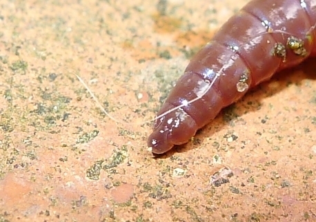 Redhead Worm, photo 7 of 8