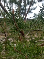 Pinus banksiana image