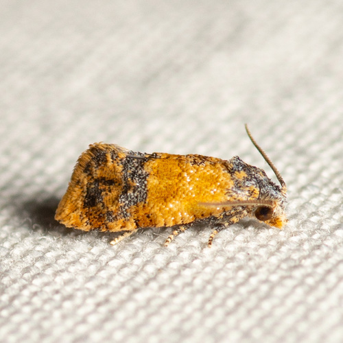 Monoceratuncus lantana
