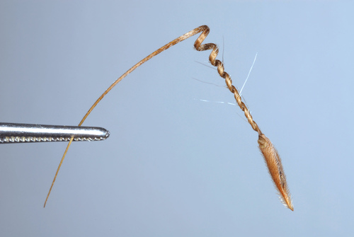 Erodium cicutarium