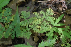 Dicentra canadensis