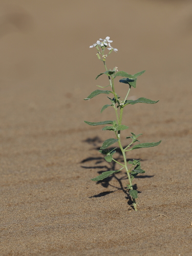 Cithareloma lehmannii photographed in Turkmenistan