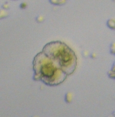 Desmidiaceae
