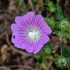 Malva punctata