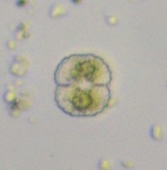 Desmidiaceae