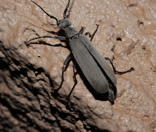 Ashgray blister beetle photo 2