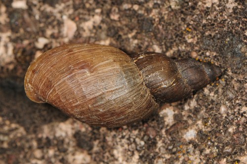Marsh Pond Snail