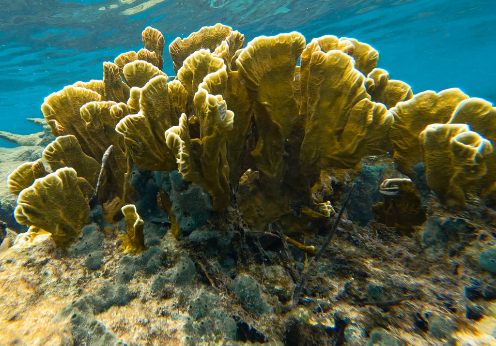 Fire Coral