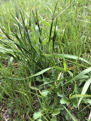 Sisyrinchium albidum