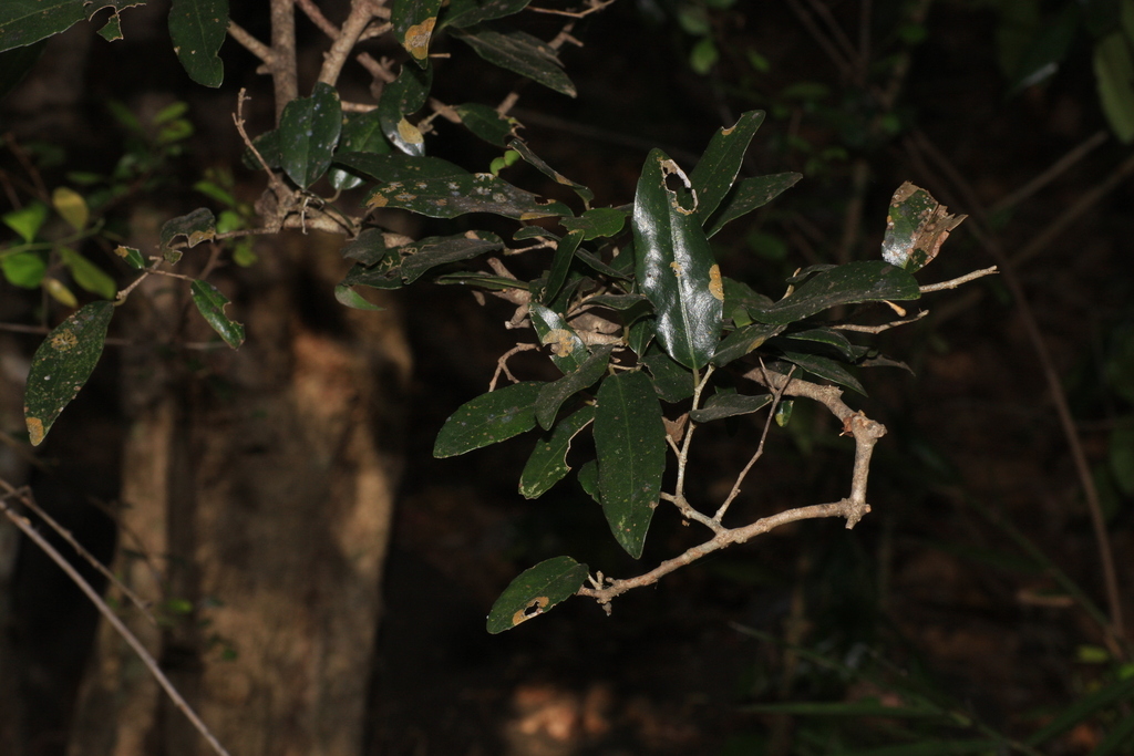 Drypetes sepiaria; photograph (c) madhavan a.p, some rights reserved (CC BY)