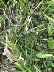Sisyrinchium albidum