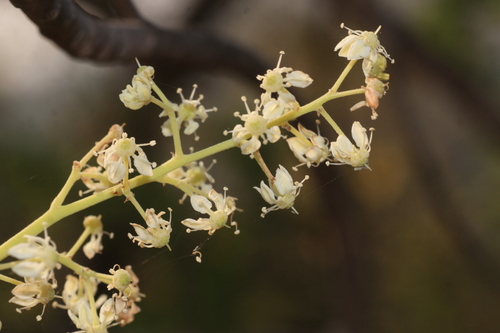 Chloroxylon swietenia