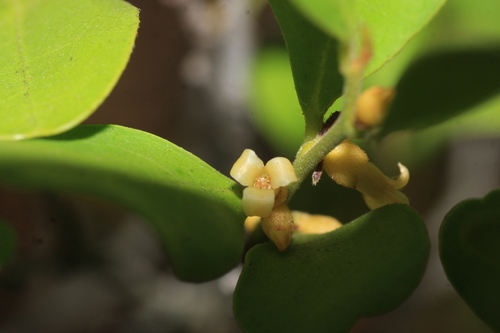Diospyros ferrea