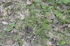 Poa supina