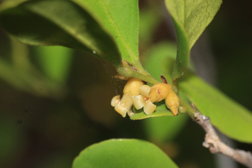 Diospyros ferrea