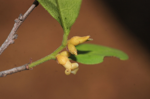 Diospyros egbert-walkeri iNat (1)