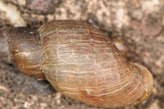 Ladislavella elodes