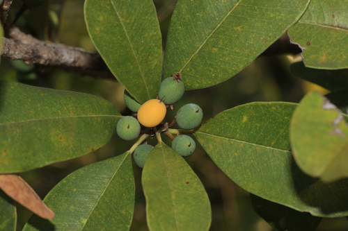 Milk Tree (Manilkara hexandra)