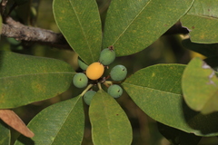 Arbre À Lait (Manilkara hexandra)