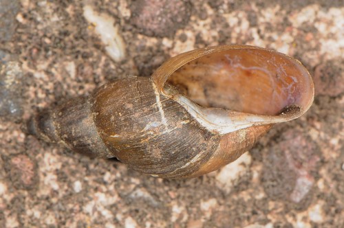Marsh Pond Snail