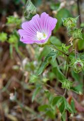 Malva punctata