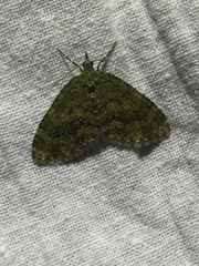 Acasis viretata