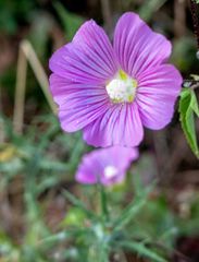 Malva punctata