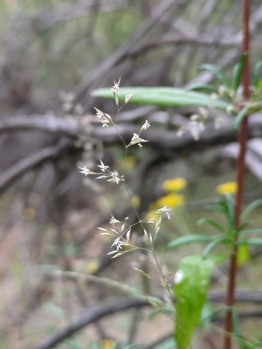 Agrostis pallens