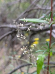 Agrostis pallens