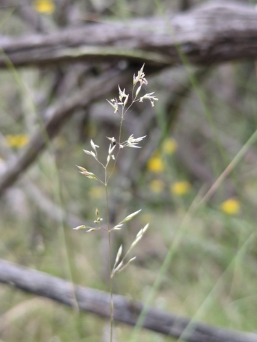 Agrostis pallens, photograph 2
