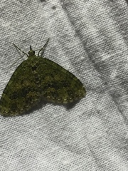 Acasis viretata