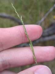 (c) James C. Davis, some rights reserved (CC BY-SA) Agrostis pallens, photograph (c) James C. Davis, some rights reserved (CC BY-SA)