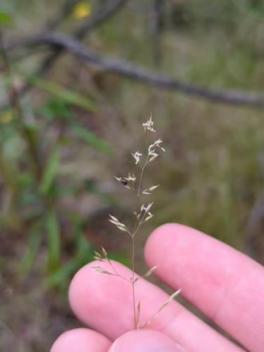 Agrostis pallens, photograph 5