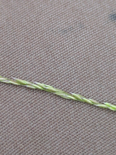 Agrostis pallens, photograph 6