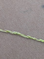 Agrostis pallens, photograph (c) James C. Davis, some rights reserved (CC BY-SA)