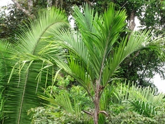 Bactris major