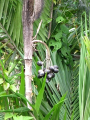Bactris major