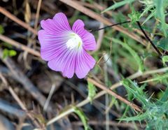 Malva punctata