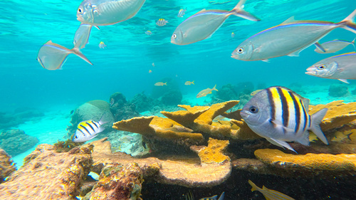 Photo of Sergeant major (Atlantic) (Abudefduf saxatilis)